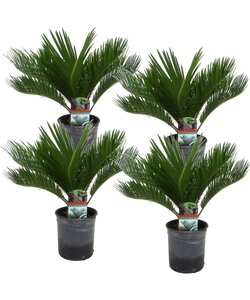 Cycas Revoluta - Set de 4 - Palmera helecho - Maceta 15cm - Altura 45-60cm