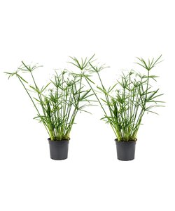 Cyperus alternifolius - Set de 2 - Pot 14cm - Hauteur 40-50cm