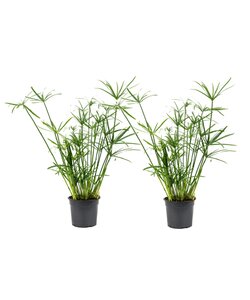 Cyperus 'Paraply Plante' - Sæt med 2 - Stueplante - ø14cm - Højde 40-50cm