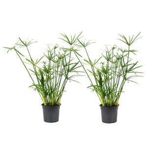 Cyperus alternifolius - Set van 2 - Parapluplant - Pot 14cm - Hoogte 40-50cm