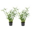 Cyperus alternifolius - Set di 2 - piante a ombrello - ⌀ 14cm - Altezza 40-50cm