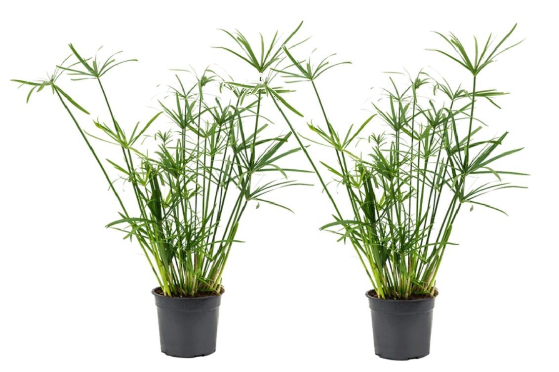 Cyperus Umbrella plant Set of 2 Pot 14 cm Height 40 50 cm