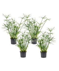 Cyperus alternifolius - Set de 4 - Pot 14cm - Hauteur 40-50cm