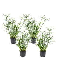 Cyperus 'Paraply Plante' - Sæt med 4 - Stueplante - ø14cm - Højde 40-50cm