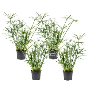 Cyperus Umbrella plant Set of 4 Pot 14 cm Height 40 cm