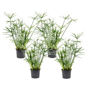 Cyperus Umbrella plant - Set of 4 - ø14cm - Height 40-50cm