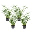 Cyperus Umbrella plant - Set of 4 - ø14cm - Height 40-50cm