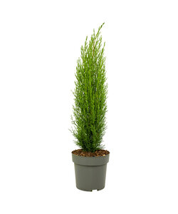 Cupressus sempervirens - Toskanische Zypresse - Topf 19cm - Höhe 70-80cm