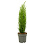 Toscaanse Cipres 'Totem' - Cypressus Totem - Maceta 19 cm - Altura 70-80cm