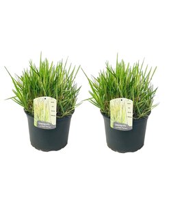 Calamagrostis Overdam herbe ornementale - Set de 2 - Pot 23cm - Hauteur 20-30cm