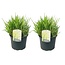 Calamagrostis Overdam herbe ornementale - Set de 2 - Pot 23cm - Hauteur 20-30cm