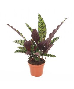 Calathea Insignis - pianta da appartamento - ⌀ 12cm - Altezza 30-40cm