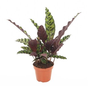 Calathea Insignis - Houseplant - ø12cm - Height 30-40 cm