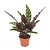 Calathea lancifolia - Insignis - Korbmarante - Maceta 12cm - Altura 30-40cm