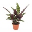 Calathea Insignis - Marantaceae - Pot 12cm - Hoogte 30-40cm