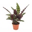 Calathea Insignis - pianta da appartamento - ⌀ 12cm - Altezza 30-40cm