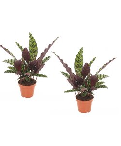 Calathea Insignis - Houseplant - Set of 2- Pot 12 cm - Height 30-40 cm
