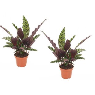 Calathea Insignis - Set van 2 - Marantaceae - Pot 12cm - Hoogte 30-40cm