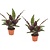 Calathea Insignis - Set de 2 - Marantaceae - Pot 12cm - Hauteur 30-40cm
