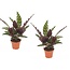 Calathea Insignis - Houseplant - Set of 2 - Pot 12cm - Height 30-40 cm