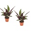 Calathea Insignis - Zestaw 2 sztuk - Marantaceae - ⌀12cm - Wysokość 30-40cm