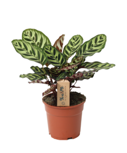 Calathea Makoyana XL - Pianta da interno che purifica l'aria - Altezza 40-50cm