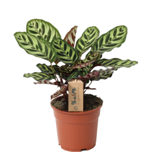 Calathea Makoyana - Plante tropicale - Pot 17cm - Hauteur 40-50cm