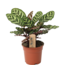 Calathea Makoyana - Tropische plant- Pot 17cm - Hoogte 40-50cm
