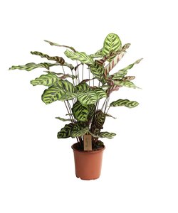 Calathea Makoyana - Cesta Marante - Maceta 21cm - Altura 60-70cm