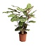 Calathea Makoyana - Tropisch plant - Pot 21cm - Hoogte 60-70cm