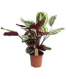 Calathea Marion - Plante tropicale - Pot 21cm - Hauteur 60-70cm