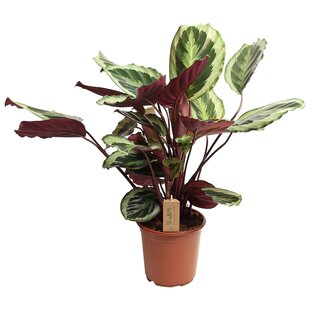 Calathea 'Marion' XL - ø21cm - Height 60-70 cm