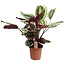 Calathea Marion - Plante tropicale - Pot 21cm - Hauteur 60-70cm