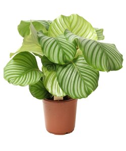 Calathea Orbifolia - Cesta Marante - Maceta 21cm - Altura 55-60cm