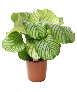 Calathea Orbifolia - Pauwenplant - Pot 21cm - Hoogte 55-60cm