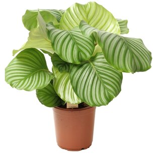 Calathea Orbifolia 'Peacock plant' - ø21cm - Height 55-60 cm