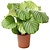 Calathea Orbifolia Calathea Orbifolia - Plante paon - Pot 21cm - Hauteur 55-60cm