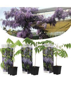 Blue Japanese Wisteria - Set of 3 - ø9cm - Height 25-40cm