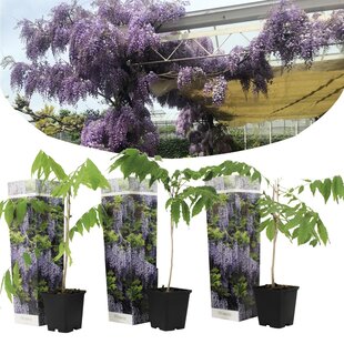 Wisteria sinensis - Set de 3 - Pluie bleue - Pot 9cm - Hauteur 25-40cm