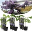 Wisteria sinensis Wisteria sinensis - Set van 3 - Blauwe regen - Pot 9cm - Hoogte 25-40cm