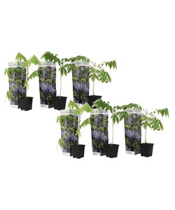 Wisteria Blå Regn - Sæt med 6 - Klatreplante - ø9cm - Højde 25-40cm