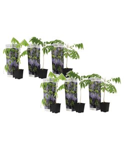 Wisteria sinensis - Rampicante - Glicine - Set di 6 - ⌀ 9cm - Altezza 25-40cm