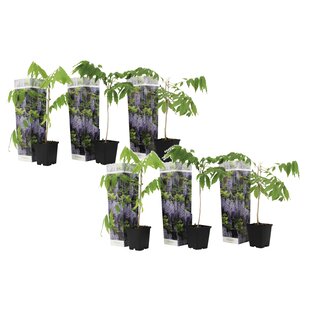 Wisteria sinensis - 6er Set - Blauregen - Topf 9cm - Höhe 25-40cm