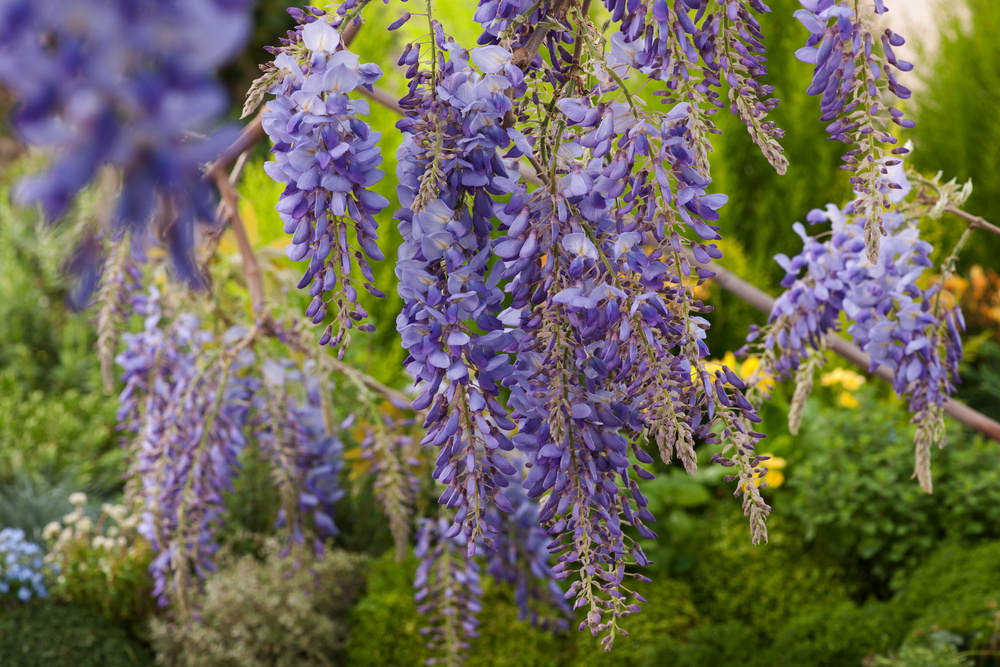 Glicine - Wisteria floribunda - Wisteria floribunda - Rampicanti