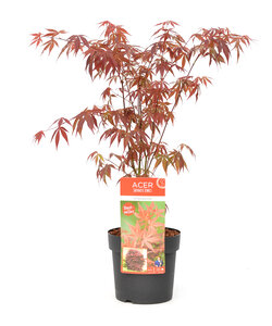 Acer palmatum 'Atropurpureum' - Arce japonés - Maceta 19 cm - Altura 60-70cm