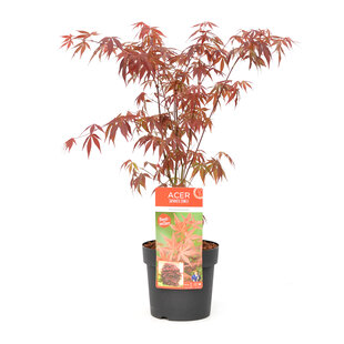 Acer palmatum 'Atropurpureum' - Japanese maple tree - ø19cm - Height 60-70cm