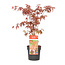 Acer palmatum 'Atropurpureum' - Acero giapponese - Vaso 19cm - Altezza 60-70cm