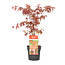 Acer palmatum Atropurpureum - Japanischer Ahorn Baum - Topf 19cm - Höhe 60-70cm