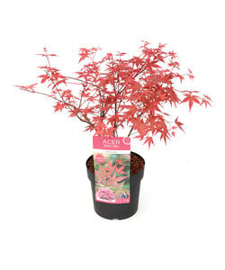 Acer palmatum Beni Maiko - Arce japonés - Maceta 19 cm - Altura 60-70cm