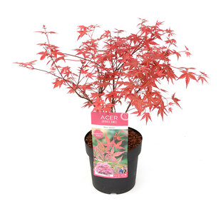 Acer palmatum ´Beni Maiko´ - Japanse Esdoorn - Pot 19cm - Hoogte 60-70cm